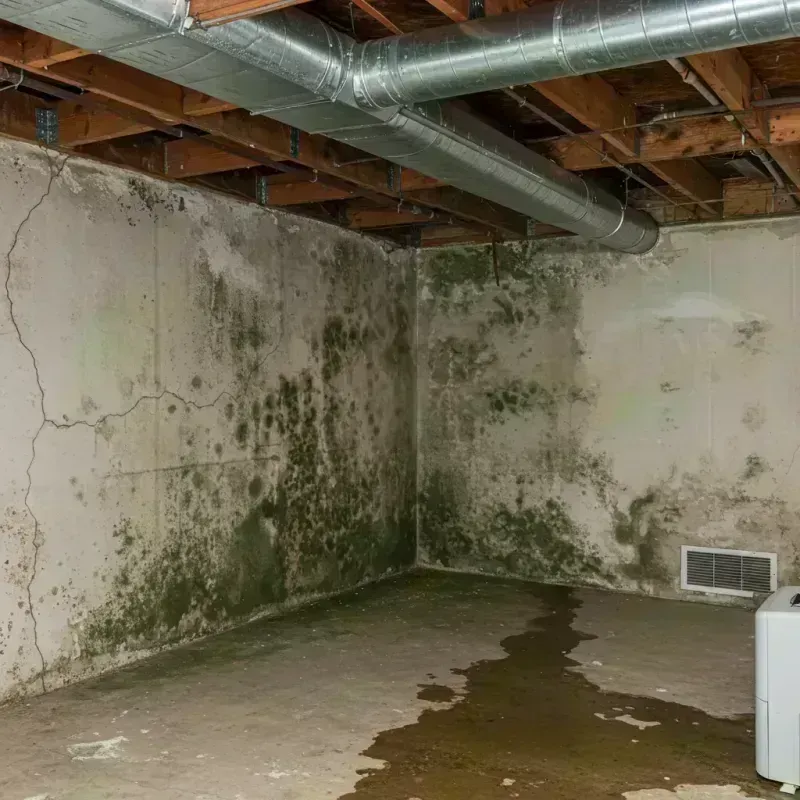 Professional Mold Removal in Clay, WV